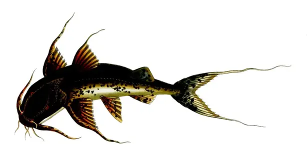 Cook Snap von kochcode-team