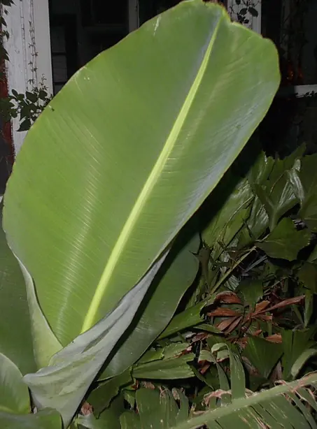 Cook Snap von kochcode-team