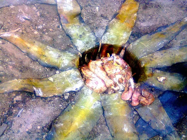 Cook Snap von kochcode-team