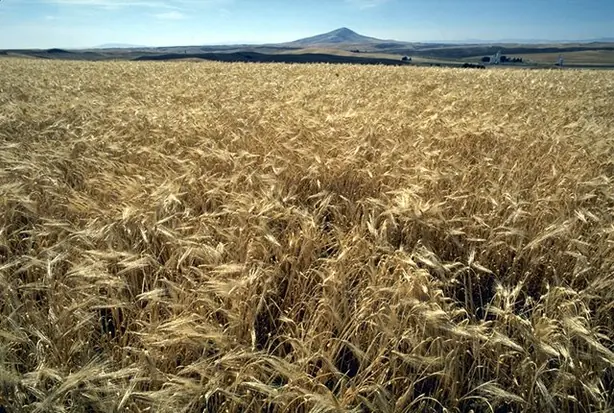 Foto von Koreanischer Gersten-Tee (Boricha) – fertig angerichtet