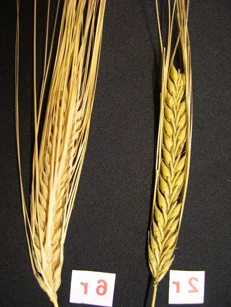 Cook Snap von kochcode-team