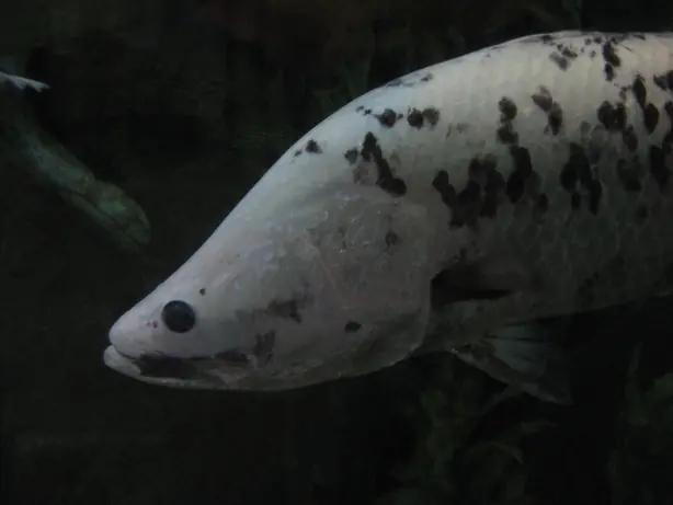 Cook Snap von kochcode-team