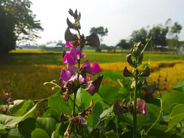 Foto von Klassischer Bohneneintopf mit Speck – fertig angerichtet