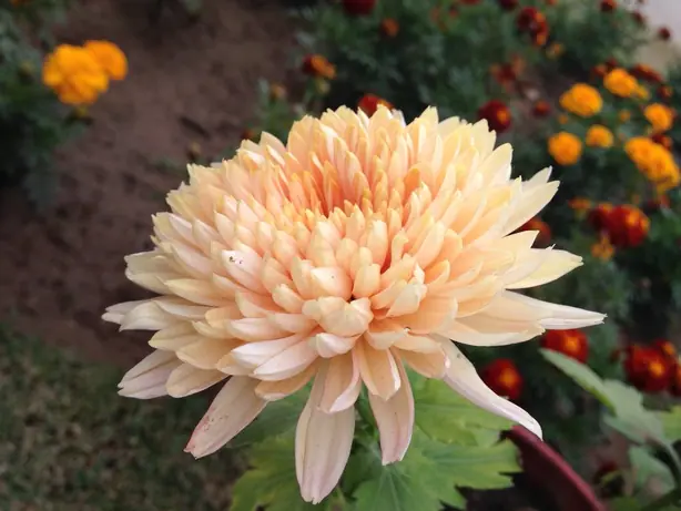 Foto von Chinesisches Chrysanthemen-Gemüse – fertig angerichtet