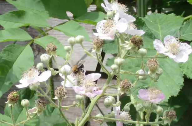 Cook Snap von kochcode-team