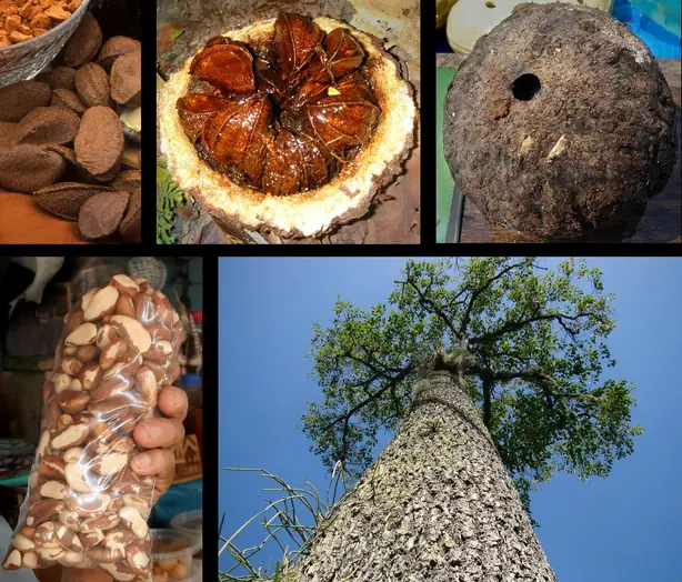 Foto von Brasilianische Nussbutter selbstgemacht – fertig angerichtet