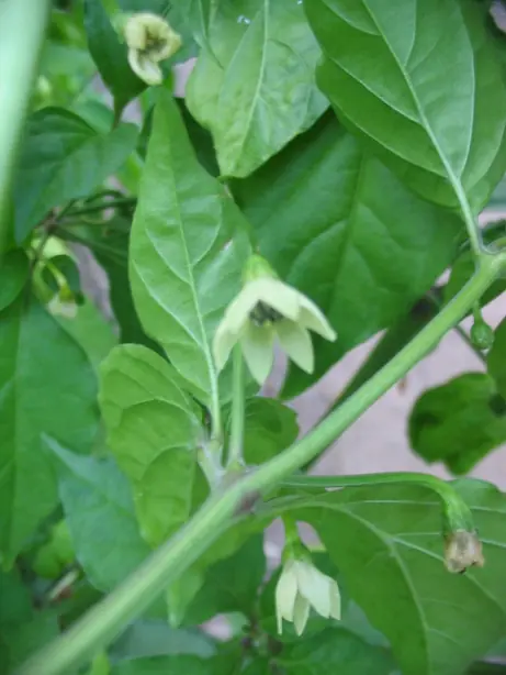 Foto von Feurige Bhut Jolokia Hot Sauce – fertig angerichtet