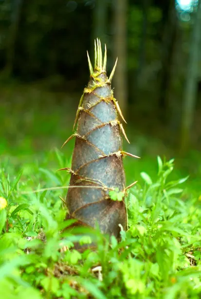 Cook Snap von kochcode-team