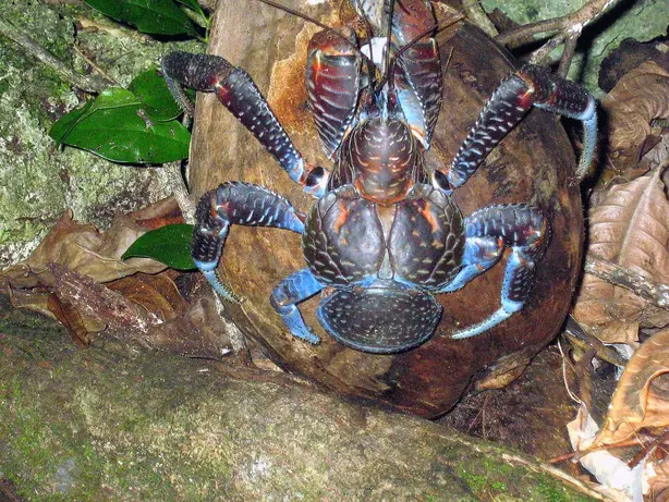 Foto von Pazifischer Kokosnusskrebs in Kokosmilch – fertig angerichtet