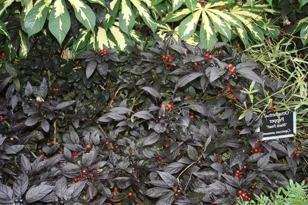 Cook Snap von kochcode-team