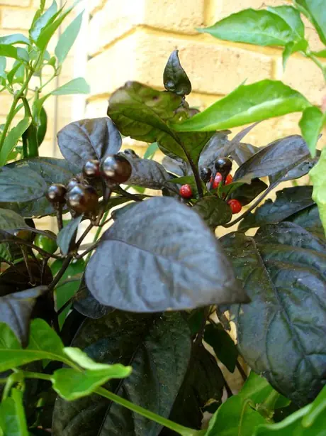 Cook Snap von kochcode-team