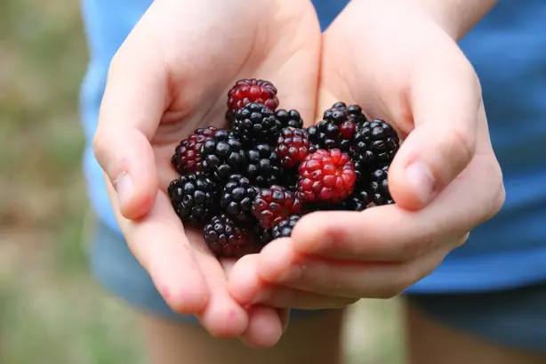 Cook Snap von kochcode-team