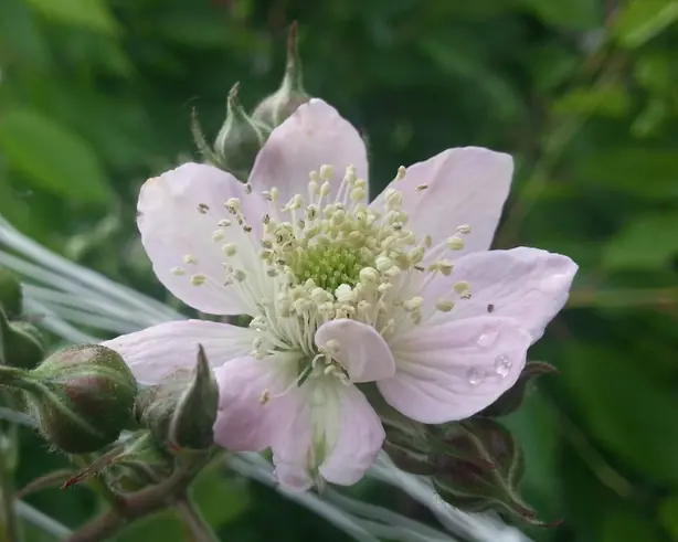 Cook Snap von kochcode-team