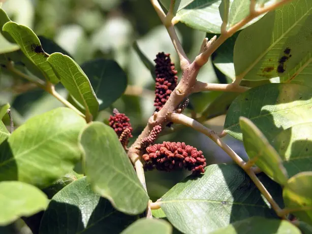 Cook Snap von kochcode-team