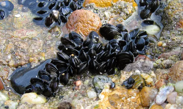 Foto von Nordische Blaumuscheln in Weißwein – fertig angerichtet