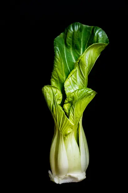 Cook Snap von kochcode-team