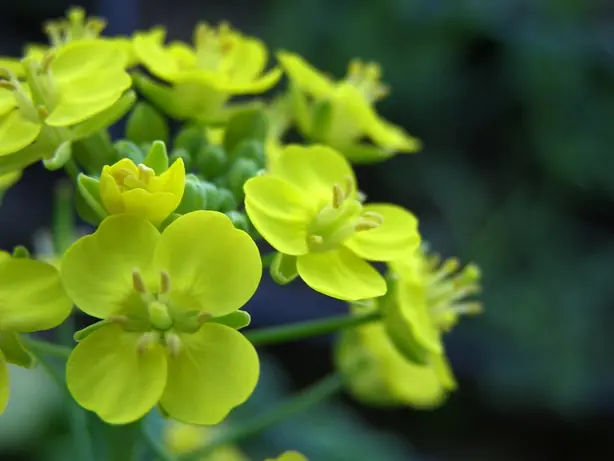 Cook Snap von kochcode-team