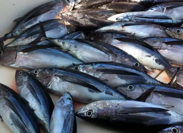 Cook Snap von kochcode-team