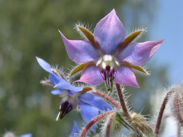 Cook Snap von kochcode-team