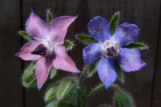 Cook Snap von kochcode-team