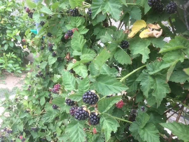 Cook Snap von kochcode-team