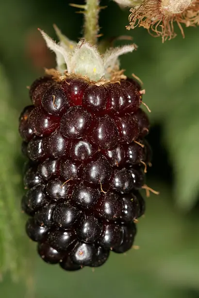 Cook Snap von kochcode-team