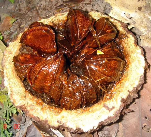 Cook Snap von kochcode-team