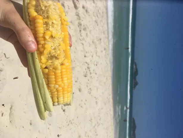 Cook Snap von kochcode-team