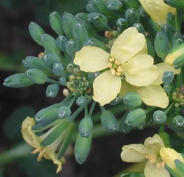 Cook Snap von kochcode-team