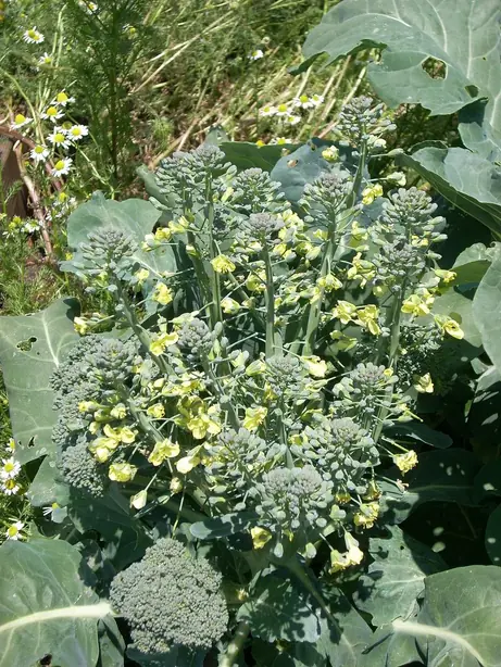 Cook Snap von kochcode-team