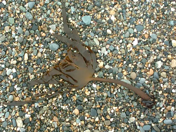 Foto von Japanische Kajime Miso-Suppe – fertig angerichtet