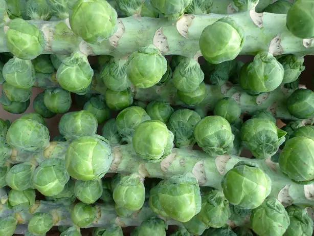 Brussels sprouts (4103982312) (2) – Foto: Nick Saltmarsh from London, UK (CC BY 2.0)
