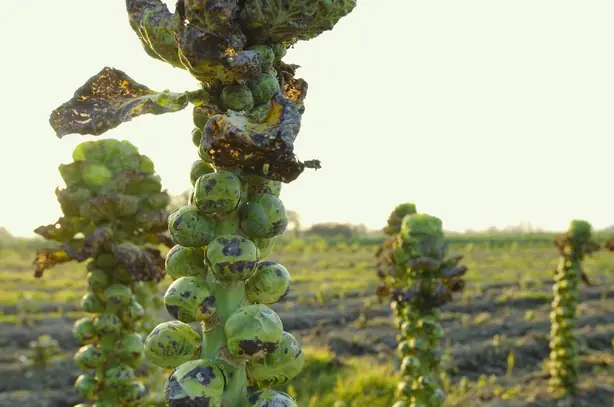 Brussels Sprouts ready for harvest – Foto: Emmanuel.revah (CC BY-SA 4.0)