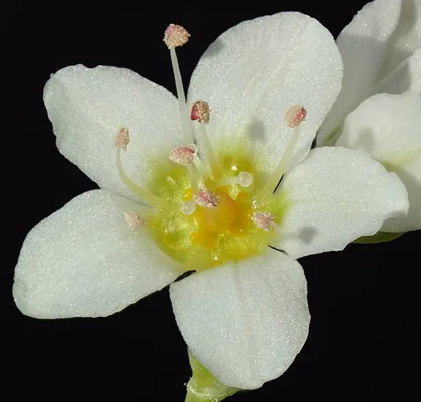 Cook Snap von kochcode-team