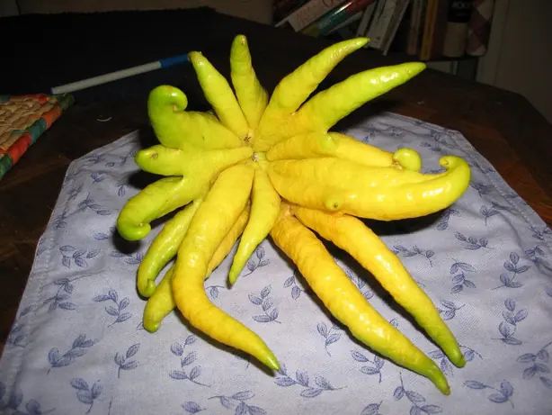 Cook Snap von kochcode-team