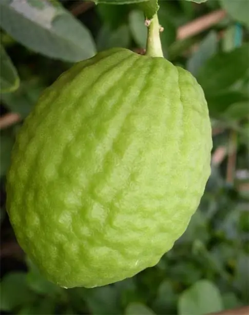 Cook Snap von kochcode-team