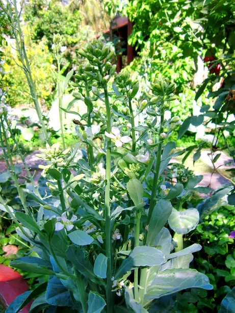 Cook Snap von kochcode-team