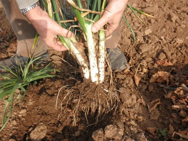 Cook Snap von kochcode-team