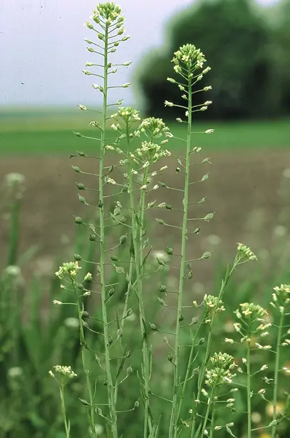 Cook Snap von kochcode-team