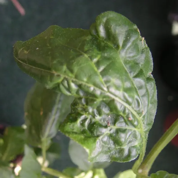 Cook Snap von kochcode-team