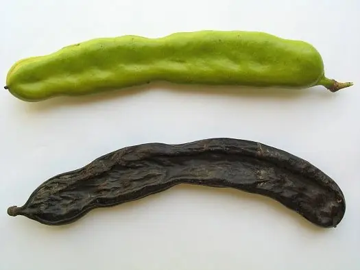 Cook Snap von kochcode-team