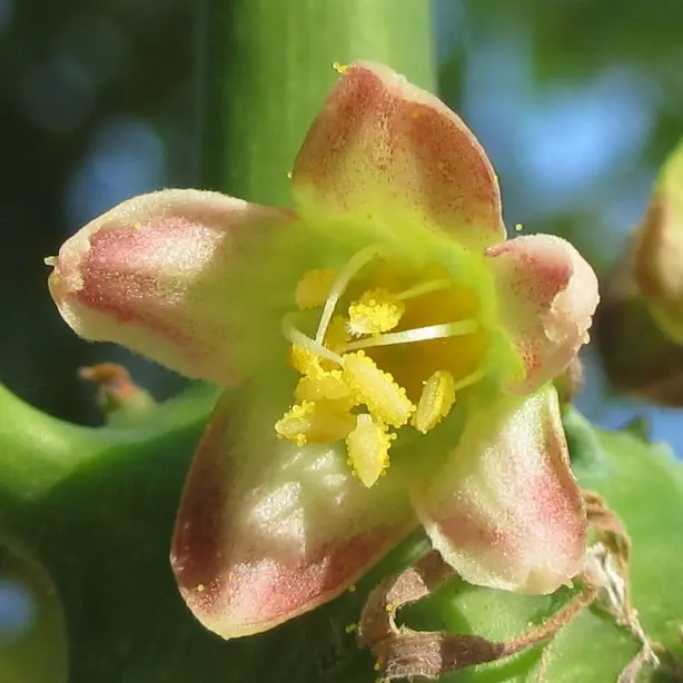 Cook Snap von kochcode-team