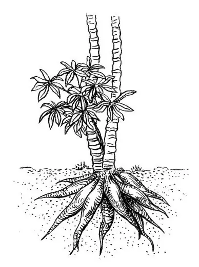 Foto von Lateinamerikanische Yuca Frita (2) – fertig angerichtet