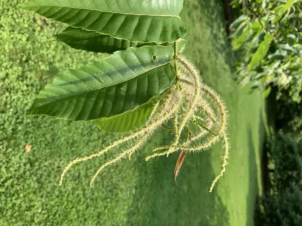 Cook Snap von kochcode-team