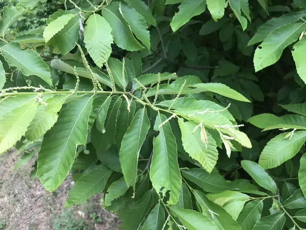 Cook Snap von kochcode-team