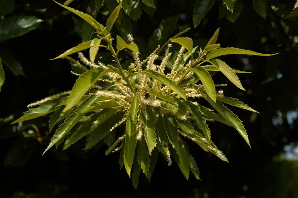 Cook Snap von kochcode-team