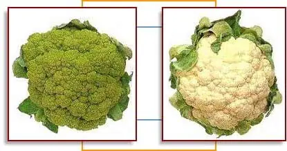 Cook Snap von kochcode-team