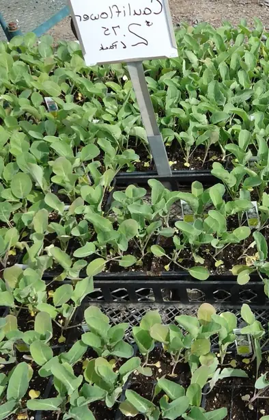 Cook Snap von kochcode-team