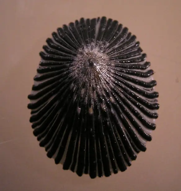 Foto von Gegrillte Hawaiianische 'Opihi – fertig angerichtet