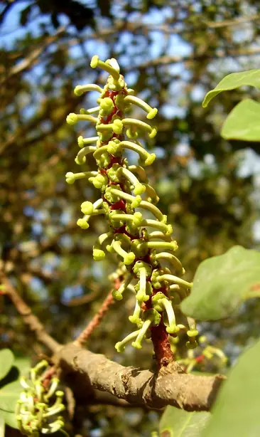 Cook Snap von kochcode-team